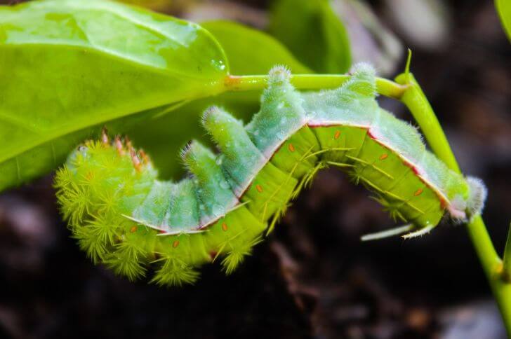 7 Common Fuzzy Green Caterpillars (2023 Edition)