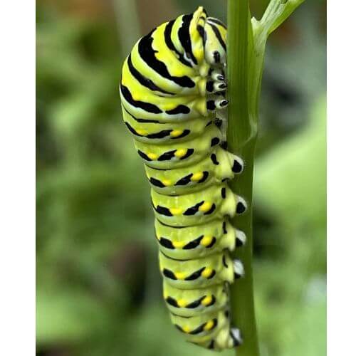 Black Swallowtail Caterpillar 