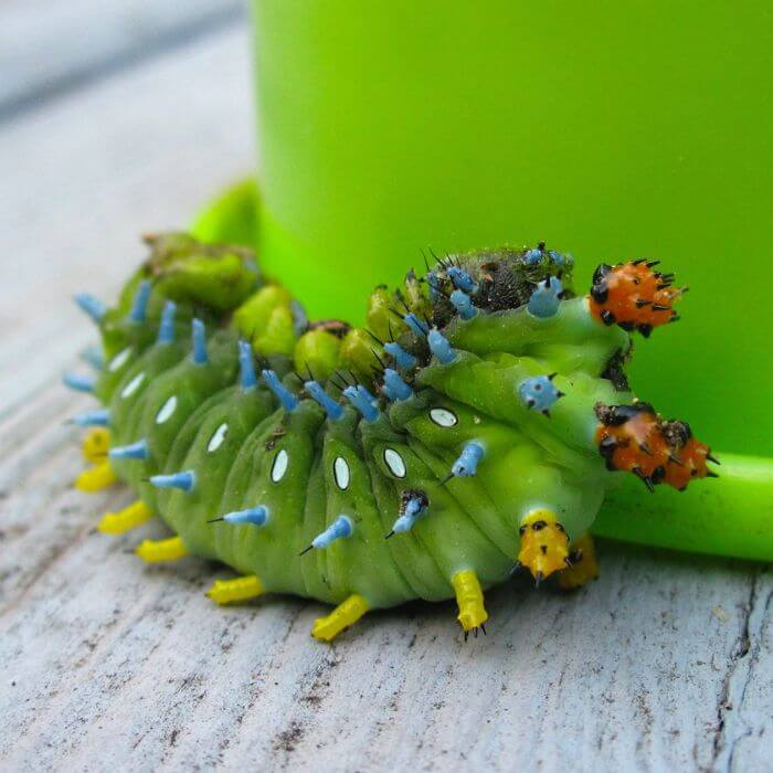 Cecropia Moth Caterpillar 