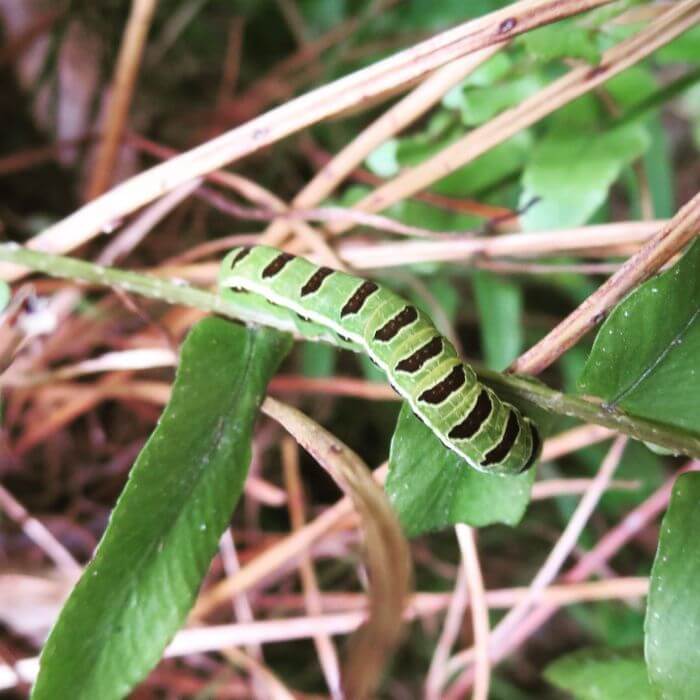 Florida Fern Caterpillar 