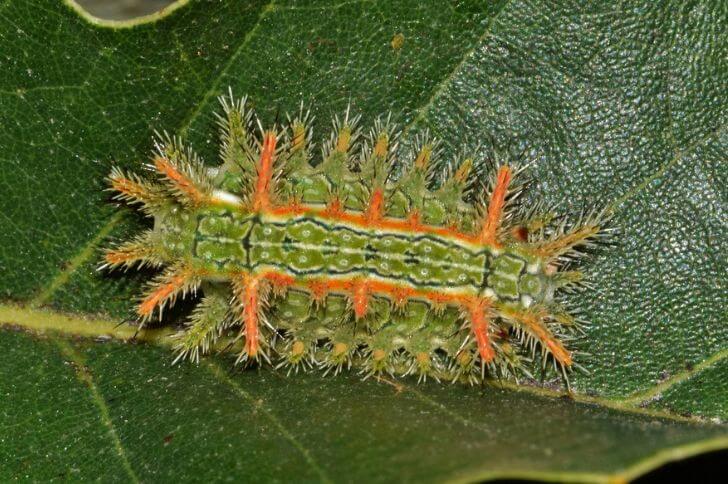 Are Green Caterpillars Poisonous?