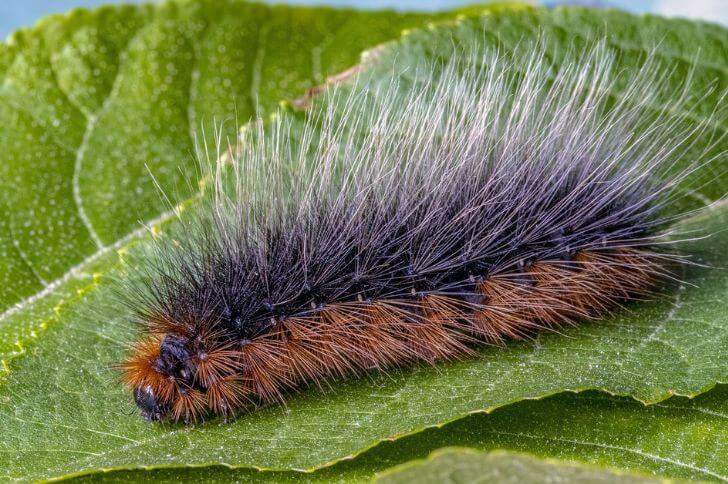 13 Black Fuzzy Caterpillars (ID & Identification)