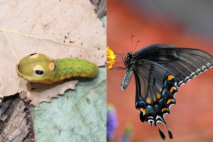 Do Green Caterpillars Turn into Butterflies?