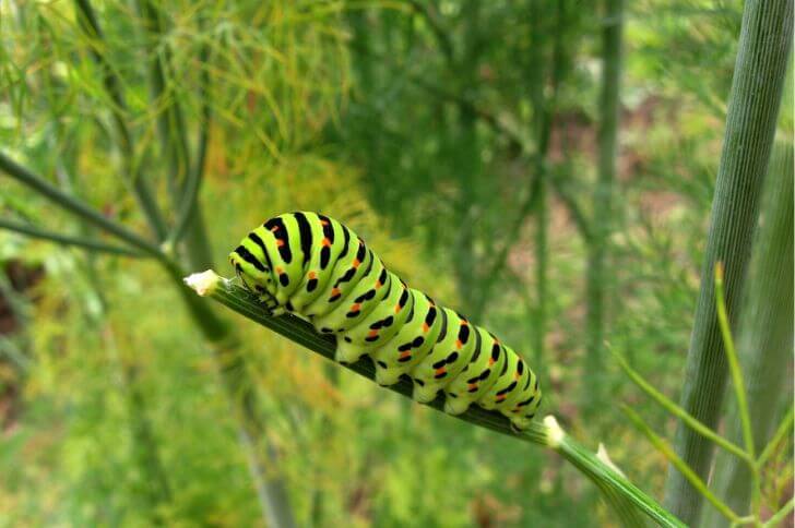 21 Fat Green Caterpillars Common in the Wild