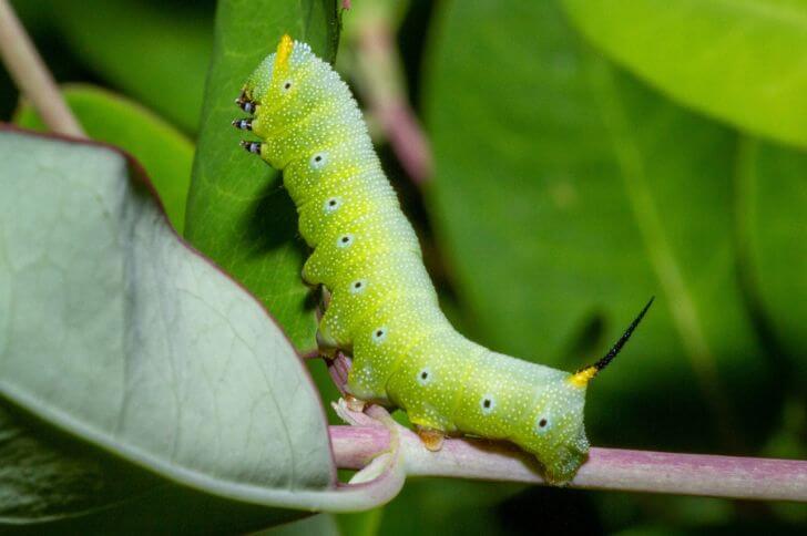 Green Caterpillar with Horn (13 Species)