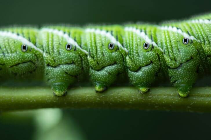 11 Green Caterpillars with White Stripes