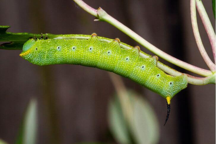 Green Caterpillar in Texas (21 Species)