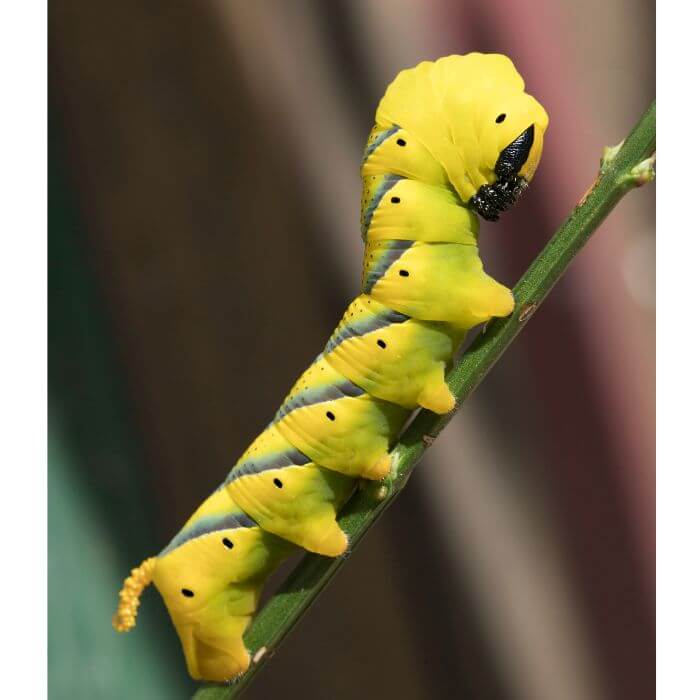  Bee Robber Caterpillar 