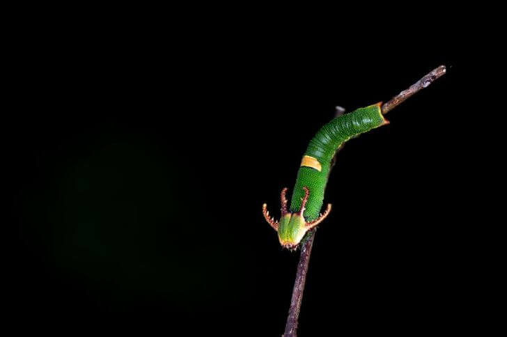 Dragon-Headed Caterpillar 