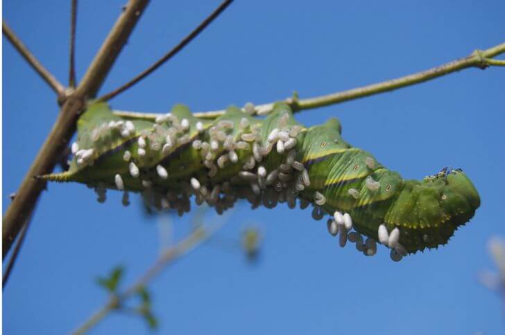 Tobacco Hornworm Caterpillar 