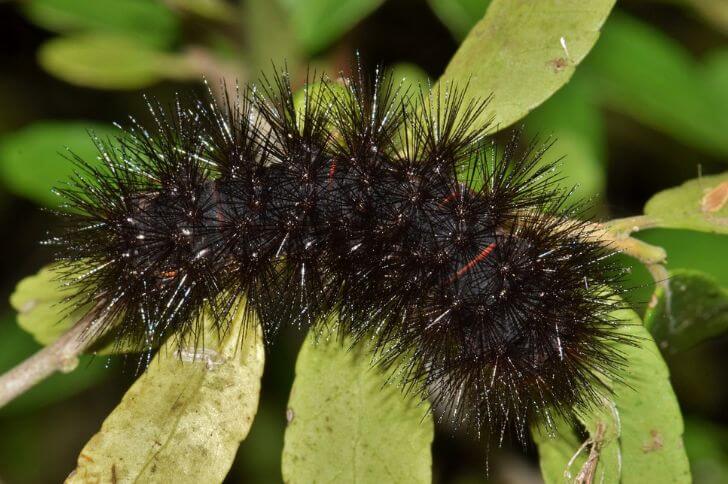 11 Black Caterpillars in Texas (with Images)