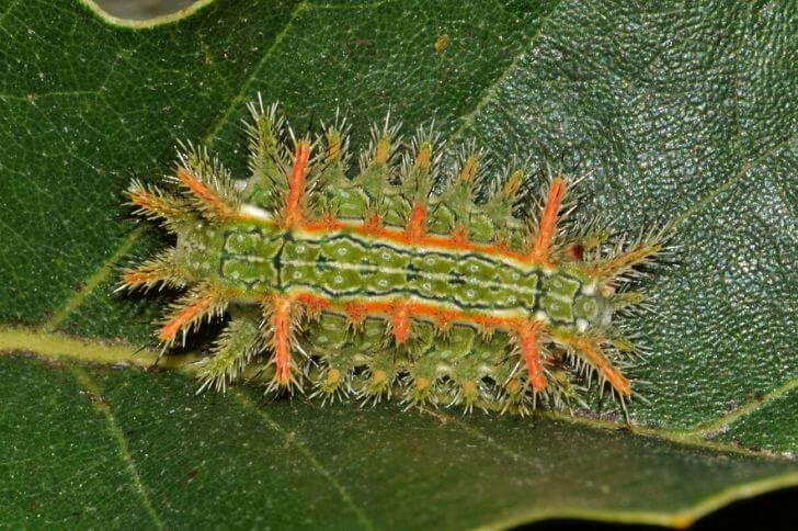 17 Green Caterpillars in Arizona (Poisonous & Nontoxic)