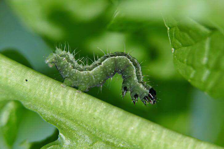 5 Green Caterpillars with Black Heads