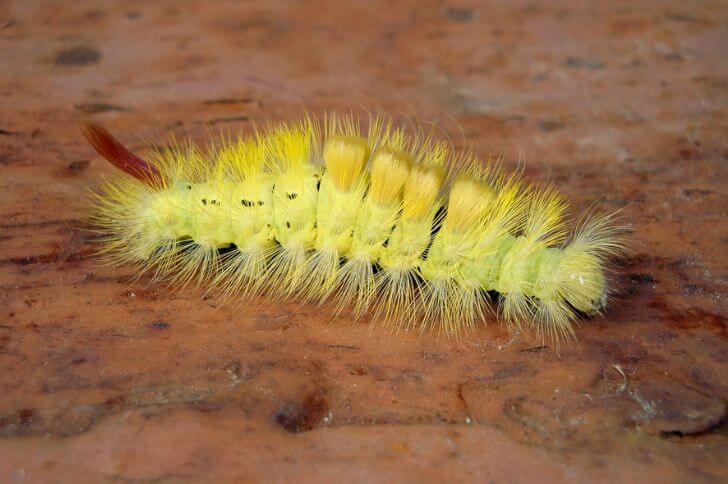  Pale Tussock Caterpillar 
