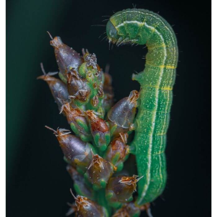 Cabbage Looper Moth caterpillar