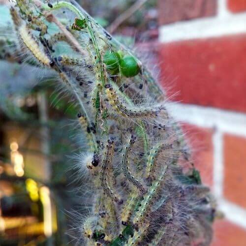  Fall Webworm Caterpillar 