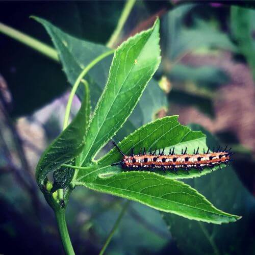  Variegated Fritillary Caterpillar