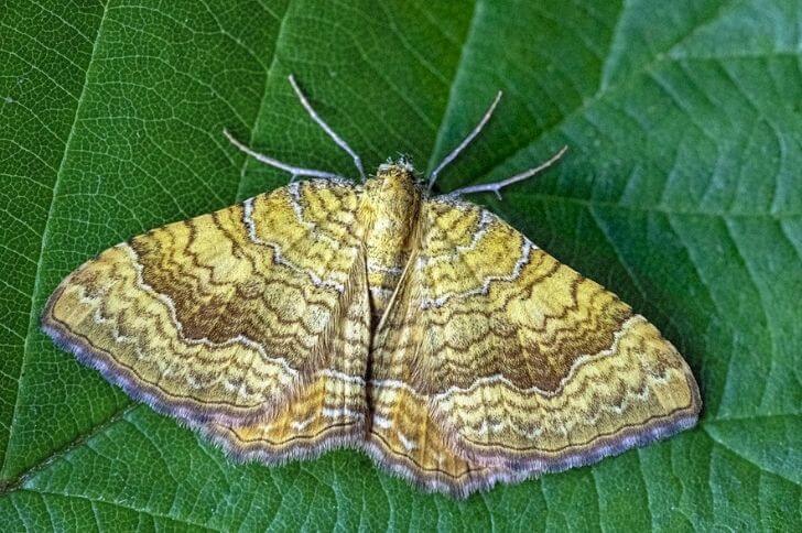 11 Yellow and Brown Moths (Id & Images)