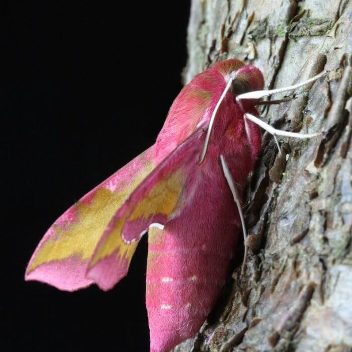 brown and pink moths