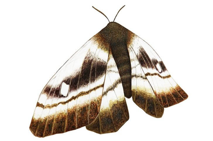 Brown and White Moth (10 Interesting Species)