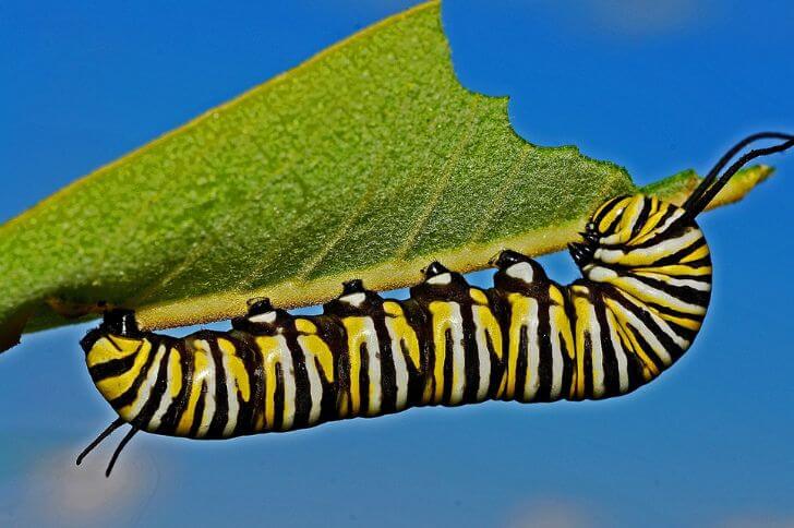 Do Monarch Caterpillars Sleep?