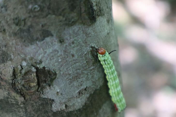 5 Green Caterpillars with Red Heads (Id)