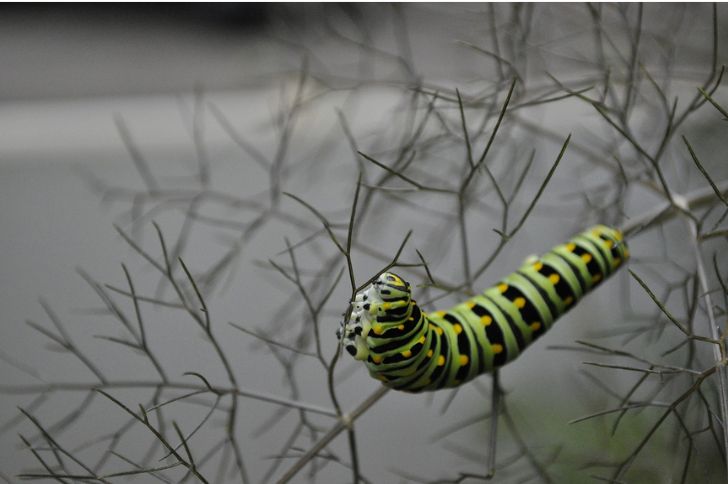 15 Green Caterpillars with Yellow (Spots, Stripes & Spikes)
