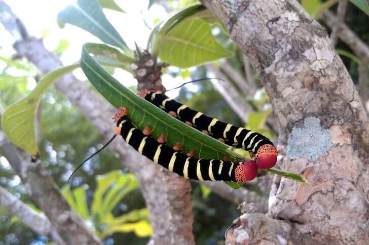 green caterpillars with red heads