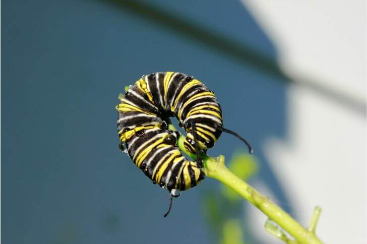 monarch caterpillars