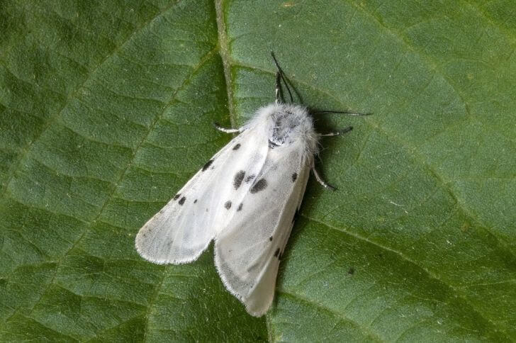 white furry moths