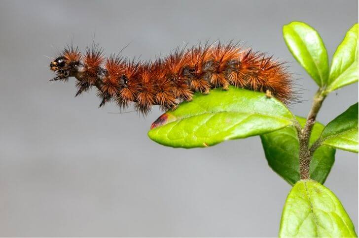 Orange Caterpillar with Spikes (11 Species)