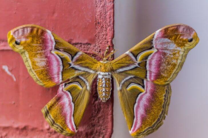 7 Pink and Brown Moths (Images)