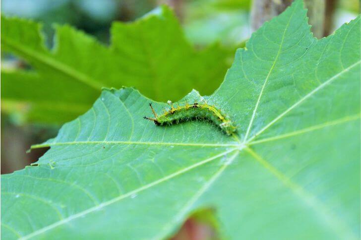 17 Small Green Caterpillars (1 is Venomous)
