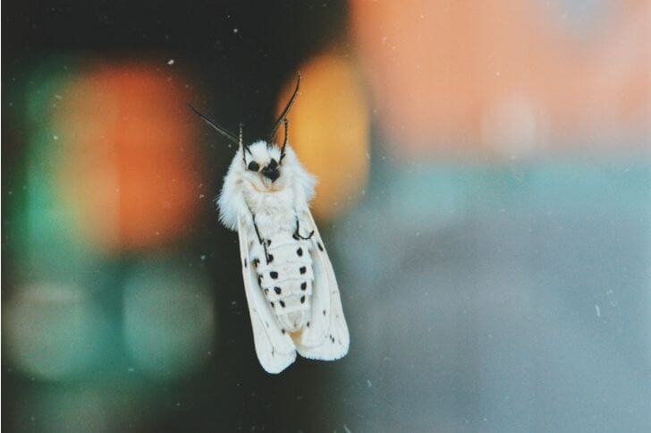 13 White Fuzzy Moths (Fluffy & Furry)
