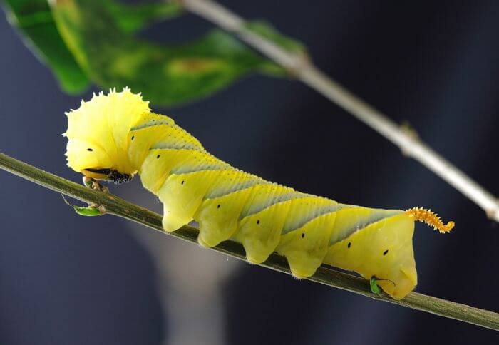 Atropos Hawk Moth Caterpillar