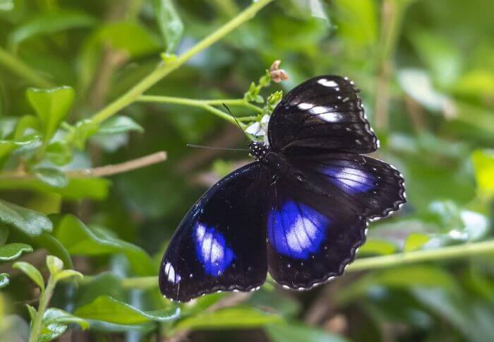 Blue Moon Butterfly
