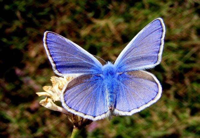 10 Blue and White Butterflies (id)