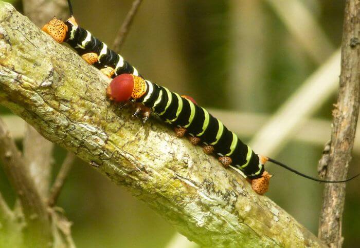 Top 9 Caterpillar Poems You’ll Love
