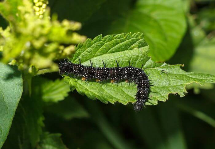 5 Caterpillars that Eat Grape Leaves (with Pics)