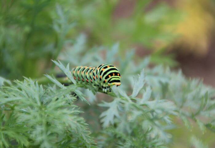 17 Green Caterpillars in Wisconsin (Edition 2023)