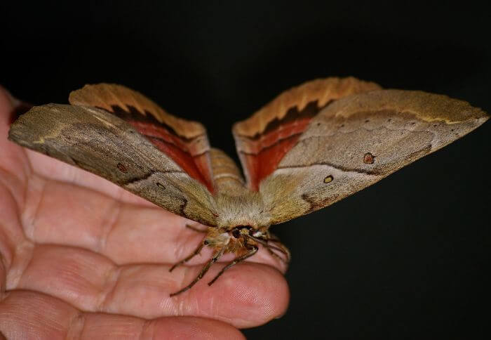 13 Large Moths in Florida (Id Guide)