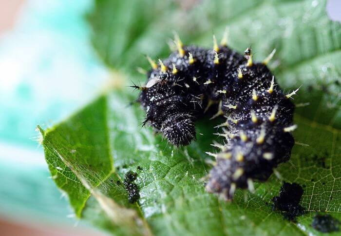 spiky caterpillar poem
