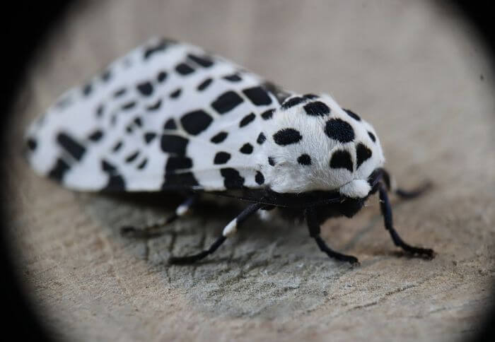 white and black spotted moths