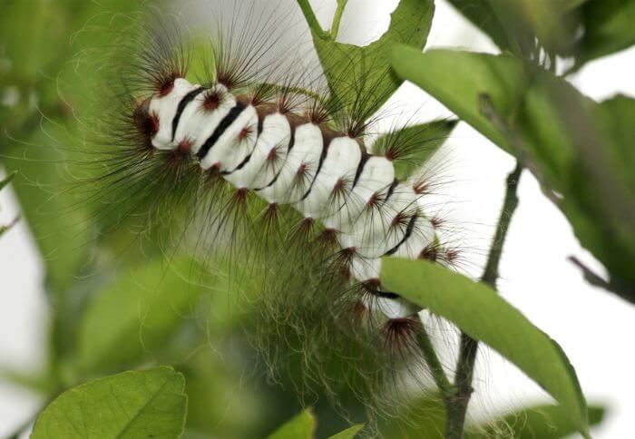 white caterpillar