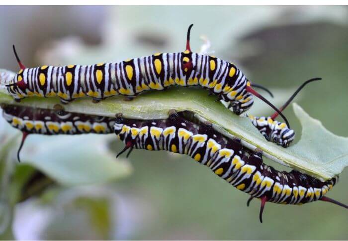 yellow caterpillars in arizona