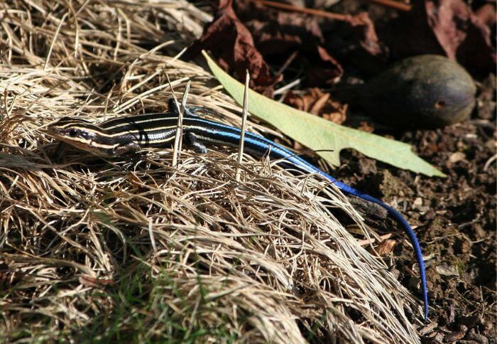 skink with blue tail