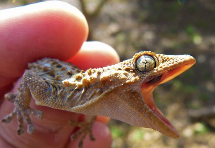 lizards with big eyes