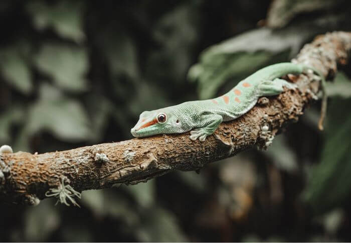 What Eats Lizards in the Rainforest? (10 Predators)