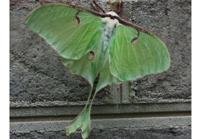 big green moths