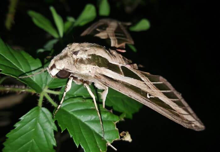 big moths Pennsylvania